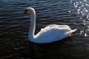 A view of a Mute Swan photo