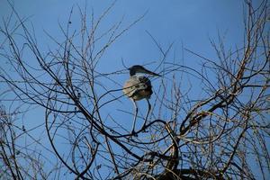 A view of a Grey Heron photo