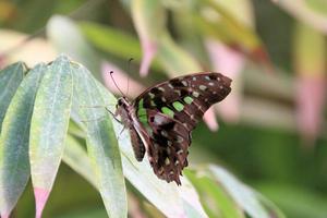 una vista de una mariposa foto