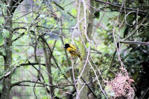 A view of a Weaver Bird photo