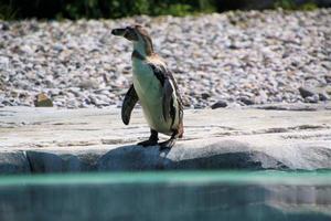 A view of a Penguin photo