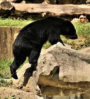 A view of a Bear photo