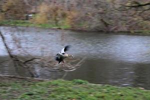 A view of an Egyptian Goose photo