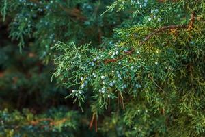 The juniper bush close up. Background with juniper branches growing in the park. Evergreen coniferous plant. photo