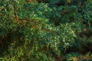 el arbusto de enebro de cerca. fondo con ramas de enebro creciendo en el parque. planta conífera de hoja perenne. foto