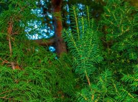 Yew tree with red fruits. Taxus baccata Fastigiata. Branch with mature berries. Red berries growing on evergreen yew tree branches. European yew tree with mature cones. photo