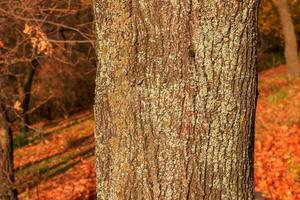 primer plano de corteza de arce. textura de barril acer. fondo de madera viva. piel de la naturaleza del bosque. foto