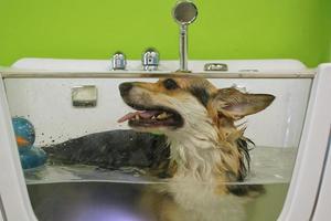 Funny welsh corgi pembroke dog taking relaxing ozone bubble bath in grooming salon. Animal care, wellness, spa procedure concept. Hygiene of pets, wet animal sitting in bathroom. Close-up photo