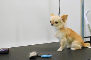 Funny chihuahua dog with safety belt standing on table after grooming in salon. Pet care, wellness, professional service, spa, hygiene, beauty of animals concept. Close-up photo