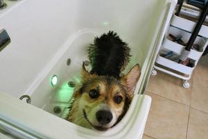 corgi welsh pembroke con piel mojada de pie en un baño después de bañarse y lavarse en el salón de aseo. higiene profesional, bienestar, procedimientos de spa del concepto de animales. idea de cuidado de mascotas domésticas. de cerca foto