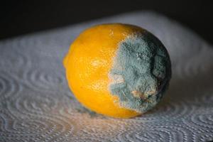 Expired lemon with growing mold photo