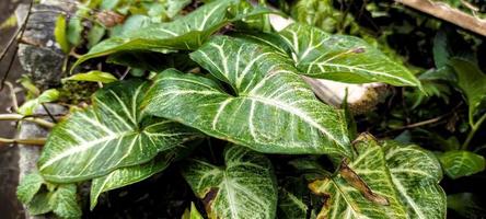 Portrait of bright green color decorative taro leaves, photo taken from the side