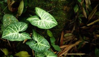 Ornamental taro leaves that grow in the forest photo