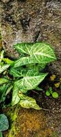 Portrait of bright green color ornamental taro leaves, photo taken from a high angle
