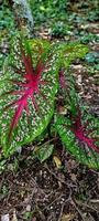 The motifs on the ornamental taro leaves are so beautiful photo