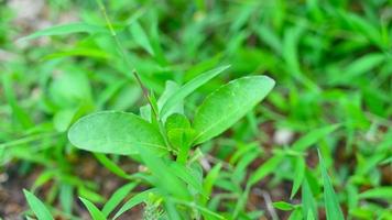 wild grass in the garden macro photo