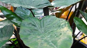 Alocasia Keladi Neon. Has very beautiful leaves photo