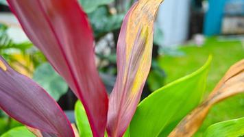 Long, bright, purple and green leaves of a tropical plan photo