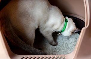 White cat is pooping in the cat bathroom. photo