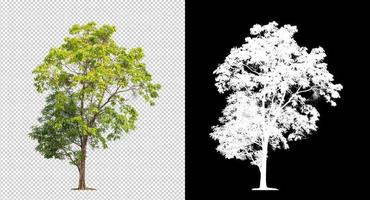 Tree on transparent picture background with clipping path, single tree with clipping path and alpha channel photo