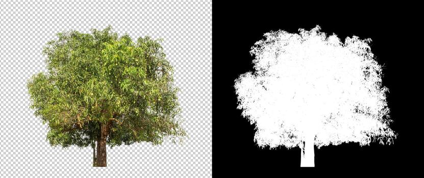 Tree on transparent picture background with clipping path, single tree with clipping path and alpha channel photo