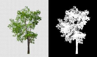 Tree on transparent picture background with clipping path, single tree with clipping path and alpha channel photo