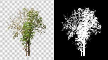 Tree on transparent picture background with clipping path, single tree with clipping path and alpha channel photo