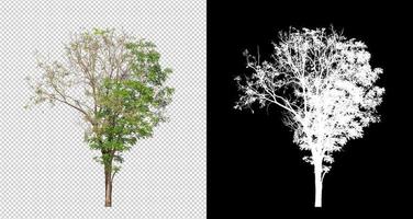 Tree on transparent picture background with clipping path, single tree with clipping path and alpha channel photo