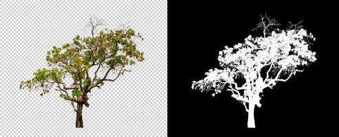 Tree on transparent picture background with clipping path, single tree with clipping path and alpha channel photo