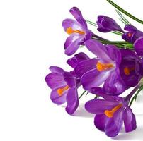 Spring bouquet of purple crocuses isolated on white background photo