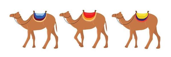 conjunto de camellos. los camellos van en fila. ilustración vectorial vector