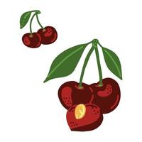 Cherry berry. Whole and half cherry with leaves. vector