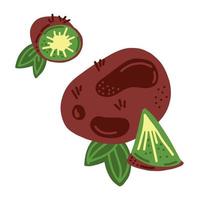 Kiwi fruit. Whole, half and slice kiwi with leaves. vector
