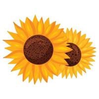 dos hermosos girasoles, pequeños y grandes vector