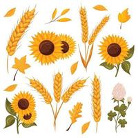 Autumn composition with leaves, wheat, sunflower and clover vector