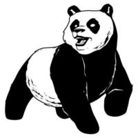 Panda on White vector