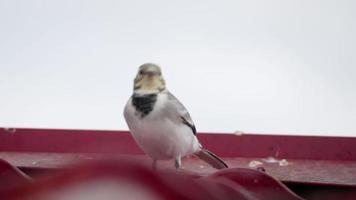 A small bird White wagtail, Motacilla alba, walking on a roof and eating bugs video