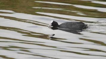 Eurasian coot swims in a pond and nibbles algae video
