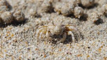 scopimera globosa, sabbia gorgogliatore Granchio o sabbia gorgogliatore vivere su sabbioso spiagge nel il tropicale Phuket isola. essi alimentazione di filtraggio sabbia attraverso loro apparato boccale, in partenza dietro a palle di sabbia. video