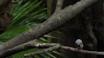 Java sparrow Lonchura oryzivora, also known as Java finch, Java rice sparrow or Java rice bird video