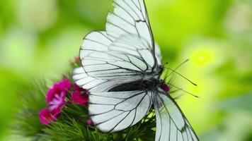 Hawthorn butterflies mate on a pink flowers. Nature summer concept video