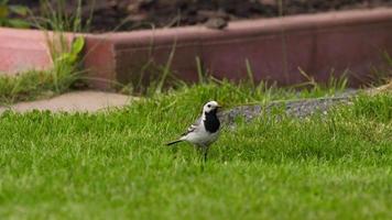 Wagtail looking for through the tall grass, Bird walking, close up, white wagtail video