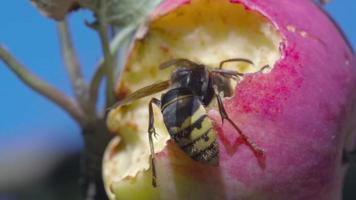 Nahaufnahme, eine riesige Hornisse frisst einen reifen Apfel im Garten. Hornissen Gattung der öffentlichen Wespen video