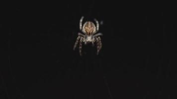 araignée sur le web mange des proies, lumière du soir video