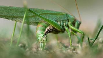 Big green locust female lays eggs in the soil close up. video