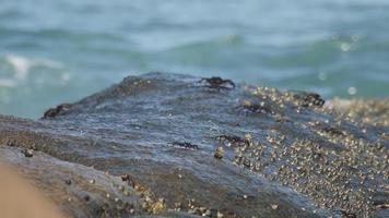 crabes sur la pierre. les vagues de la mer éclaboussent en arrière-plan video