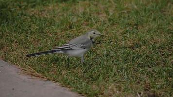 Wagtail bird Motacilla alba feeding on grass field video