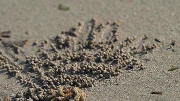 krabba rullar bollar från sand på en hav strand. skygg krabba rullar bollar av sand stänga upp video