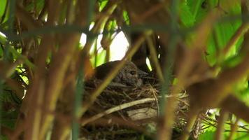 Linnet bird chick in the nest sits and waits for feeding. Lonely gray chick. Breeding season for chicks in the passerine family. Bird watching or aviaries amateur ornithology video