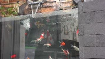 les étangs à poissons avec différents types de poissons et de couleurs deviennent une belle vue avec un miroir latéral pour le voir. video
